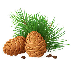 Cedarwood