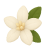 White Flower