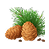 Cedarwood