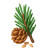Pine