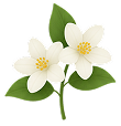 Jasmine