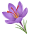 Saffron