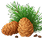 Cedar