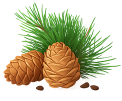 Cedar