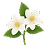 Jasmine